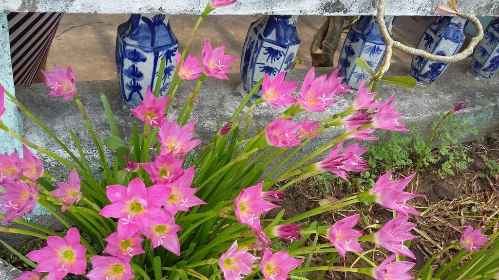 Center Homestay Hoi An Bagian luar foto